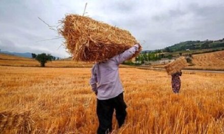 خبر مهم رییس سازمان برنامه برای گندمکاران/ زمان پرداخت کامل مطالبات گندمکاران اعلام شد